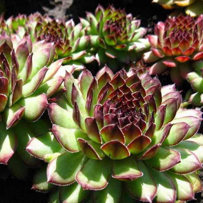 Faraon Rojnik Sempervivum