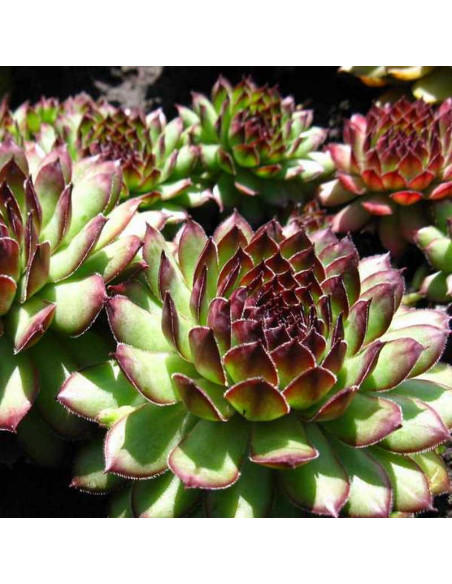 Faraon Rojnik Sempervivum