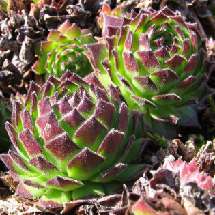 Faraon Rojnik Sempervivum 2