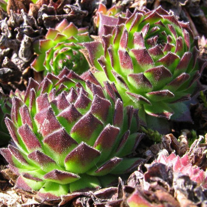 Rojnik Faraon Sempervivum