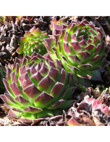 Rojnik Faraon Sempervivum