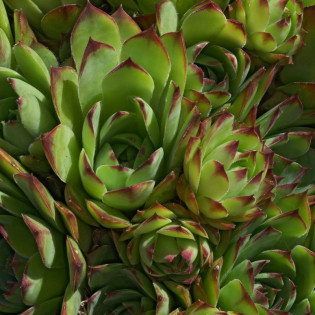 Rojnik Fidel Sempervivum