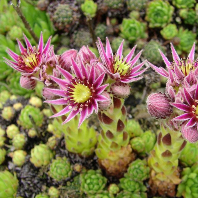 Rojnik górski Sempervivum montanum