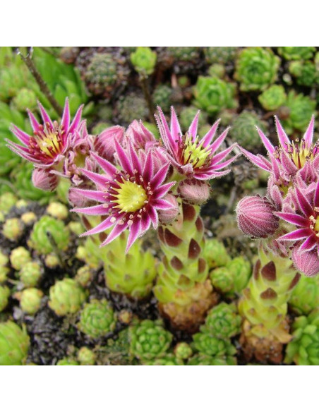 Rojnik górski Sempervivum montanum