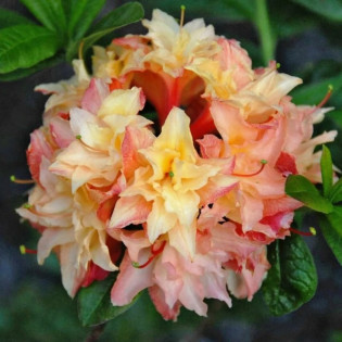 Azalia wielkokwiatowa Canon’s Double (Knaphill) Rhododendron 2