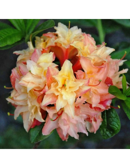 Azalia wielkokwiatowa Canon’s Double Rhododendron (Knaphill)