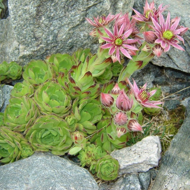 Sempervivum montanum Rojnik górski