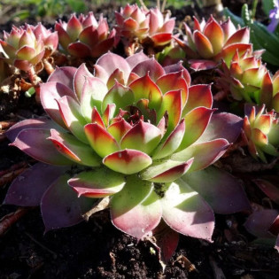 Rojnik Julia Sempervivum
