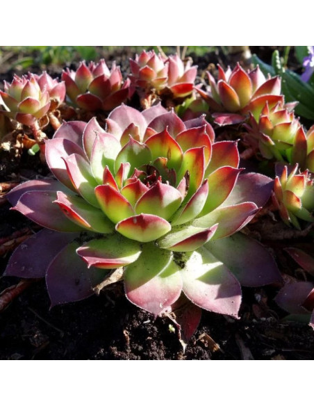 Rojnik Julia Sempervivum