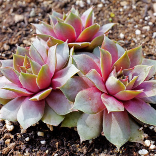 Rojnik Julia Sempervivum 2