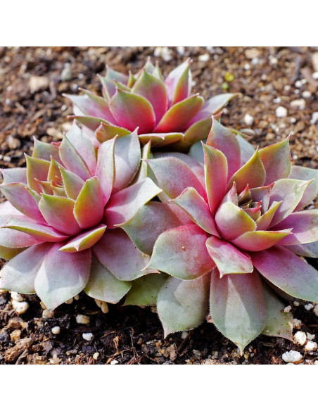 Julia Rojnik Sempervivum