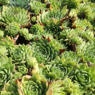 Rojnik Jupiter Sempervivum