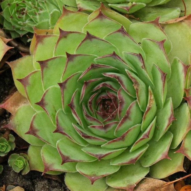 Rojnik Mahogany Sempervivum