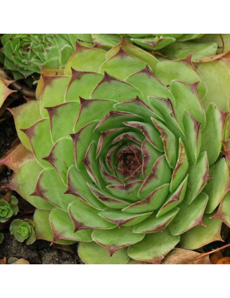 Rojnik Mahogany Sempervivum
