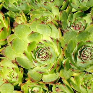 Rojnik Mahogany Sempervivum 2