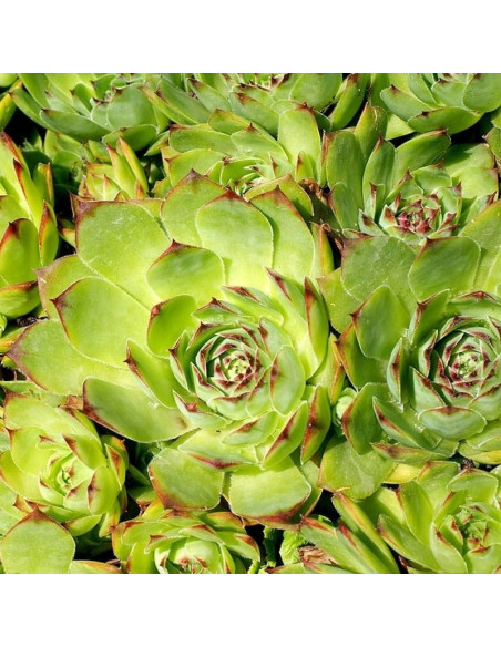 Mahogany Rojnik Sempervivum