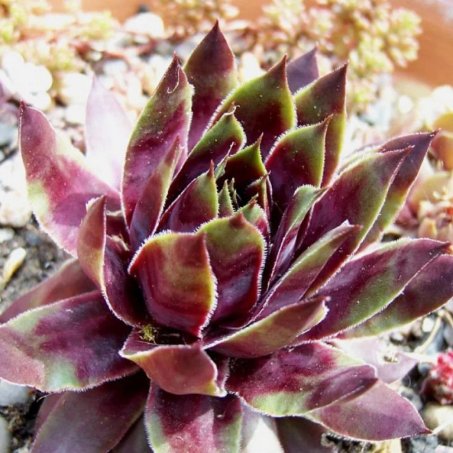 Rojnik murowy Purpureum Sempervivum tectorum