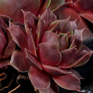 Noir Rojnik Sempervivum