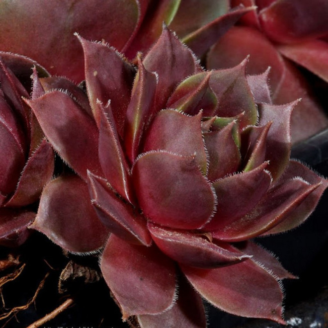 Noir Rojnik Sempervivum