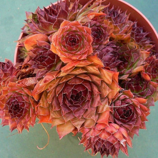 Noir Rojnik Sempervivum 2