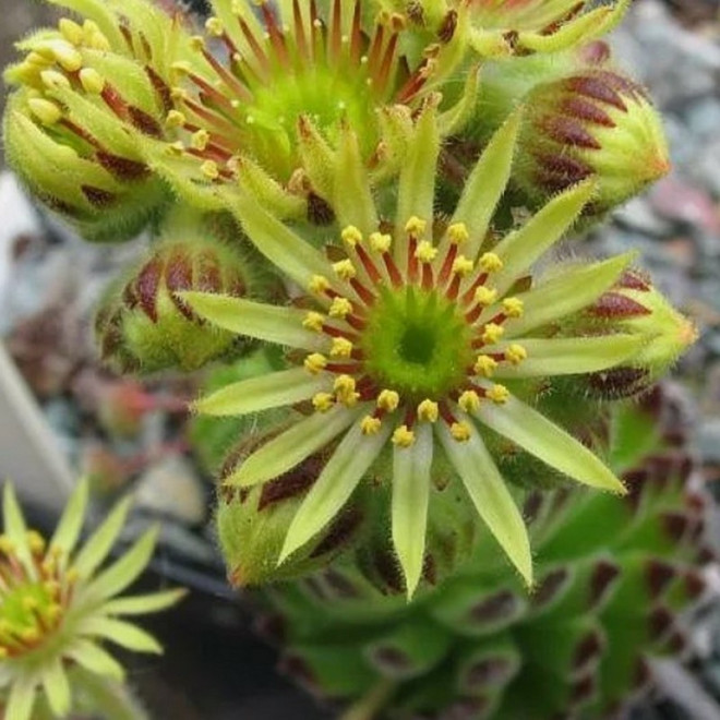 Rojnik orzesiony podgat. Borysa Sempervivum ciliosum