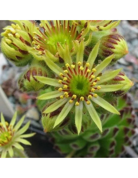 Rojnik orzesiony podgat. Borysa Sempervivum ciliosum