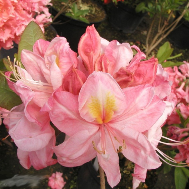 Azalia wielkokwiatowa Cecile Rhododendron (Knaphill-Exbury)