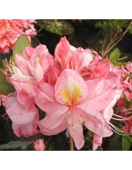 Azalia wielkokwiatowa Cecile Rhododendron (Knaphill-Exbury)