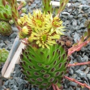 Rojnik orzesiony podgat. Borysa Sempervivum ciliosum 2