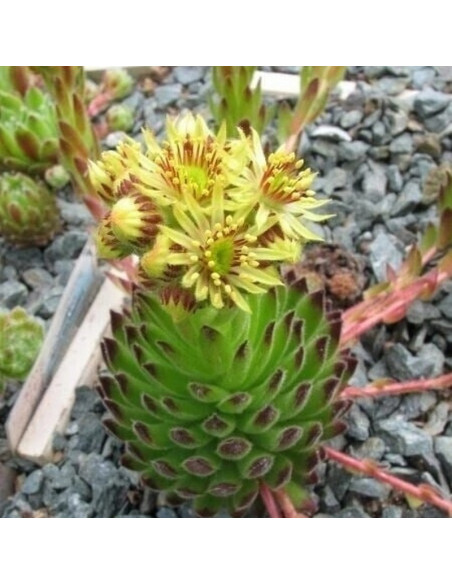 Sempervivum ciliosum Rojnik orzesiony podgat. Borysa