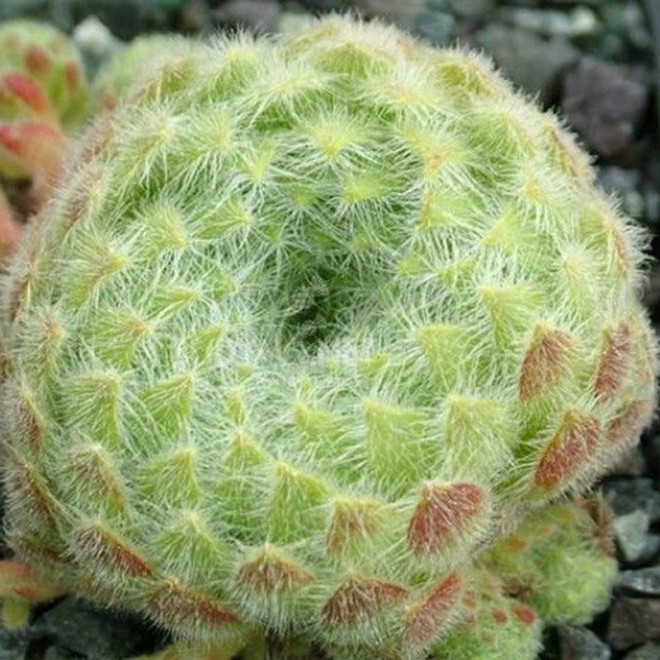 Rojnik orzęsiony Sempervivum ciliosum