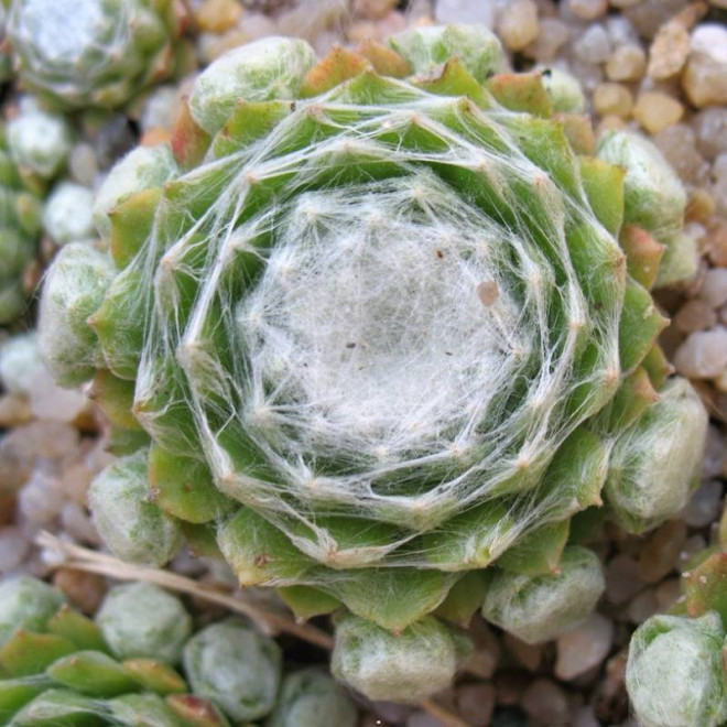 Alabaster Rojnik pajęczynowaty Sempervivum arachnoideum