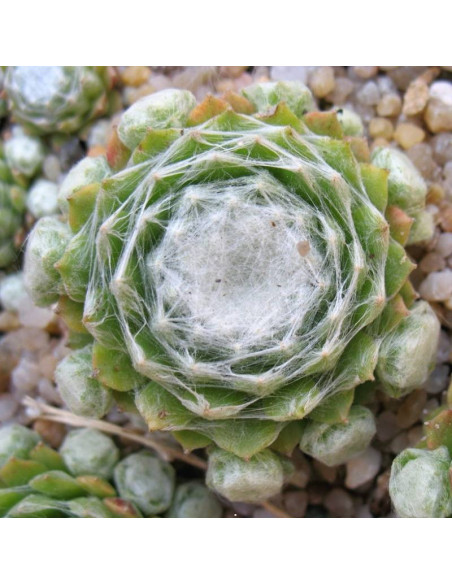 Alabaster Rojnik pajęczynowaty Sempervivum arachnoideum