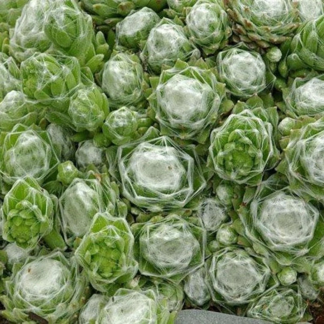 Rojnik pajęczynowaty Alabaster Sempervivum arachnoideum