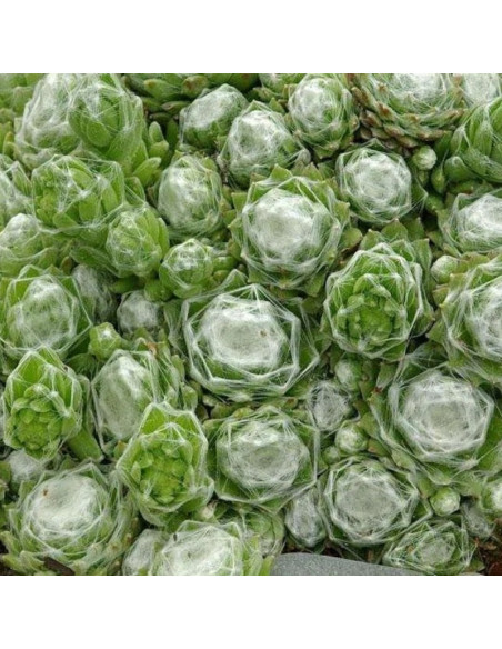 Rojnik pajęczynowaty Alabaster Sempervivum arachnoideum