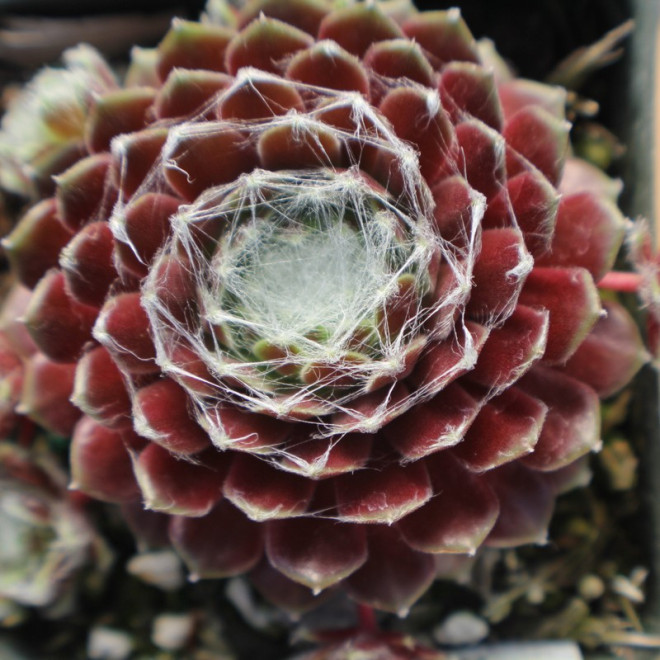 Rojnik pajęczynowaty Sempervivum arachnoideum