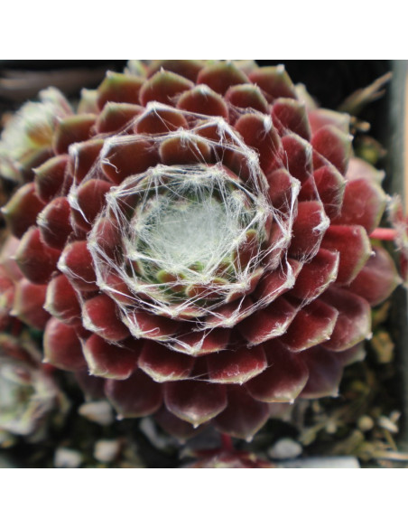 Rojnik pajęczynowaty Sempervivum arachnoideum