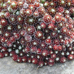 Rojnik pajęczynowaty Sempervivum arachnoideum 2