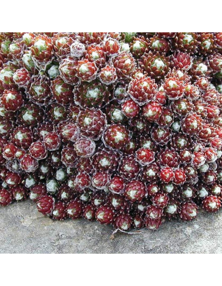 Sempervivum arachnoideum Rojnik pajęczynowaty