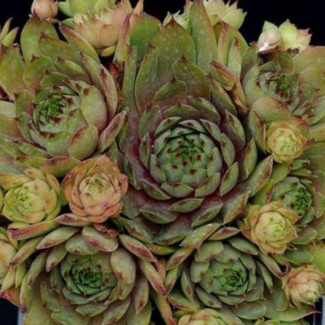 Rojnik Patton Sempervivum