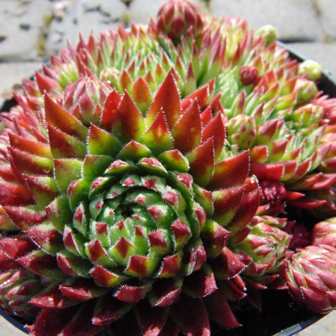 Rojnik pospolity Sempervivum soboliferum