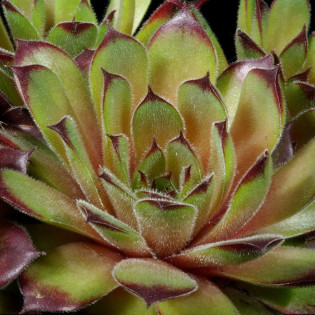 Rojnik Queen Elizabeth Sempervivum