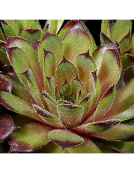 Rojnik Queen Elizabeth Sempervivum