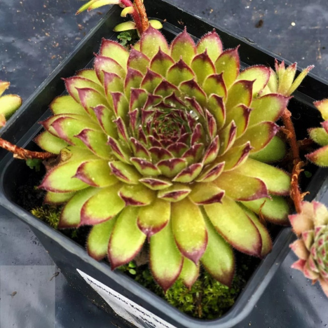 Queen Elizabeth Rojnik Sempervivum