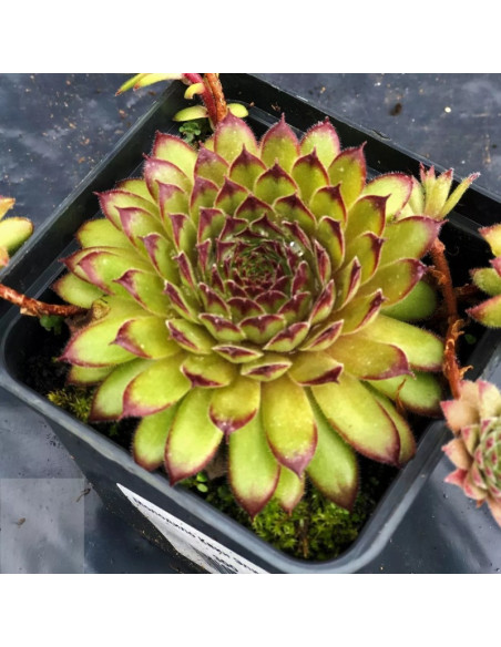 Queen Elizabeth Rojnik Sempervivum
