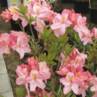 Azalia wielkokwiatowa Cecile Rhododendron (Knaphill-Exbury) 2