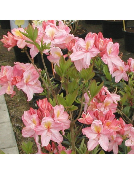 Azalia wielkokwiatowa (Knaphill-Exbury) Cecile Rhododendron