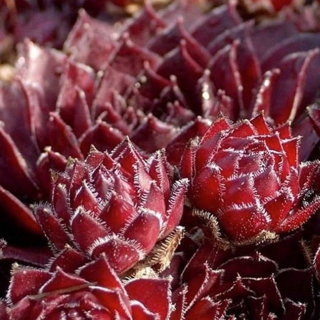 Rojnik Rubin Sempervivum