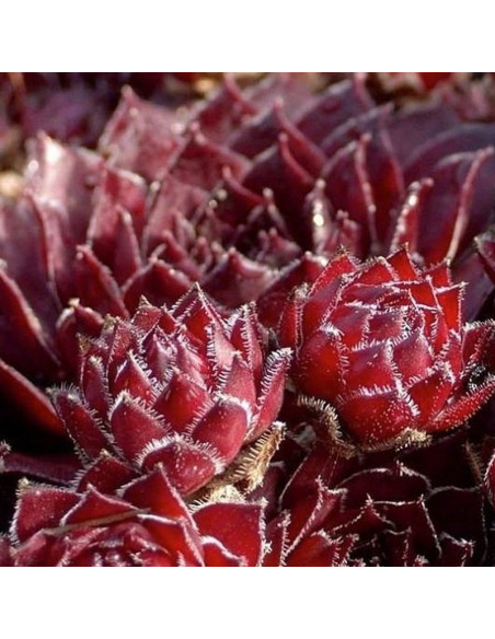 Rojnik Rubin Sempervivum