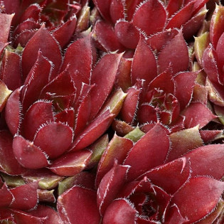 Rojnik Rubin Sempervivum 2